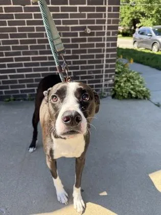 A baby large-sized male Boxer dog named Oreo for adoption in Morton Grove, IL