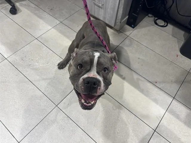 An adult large-sized male Pit Bull Terrier dog named Ruger for adoption in Garland, TX