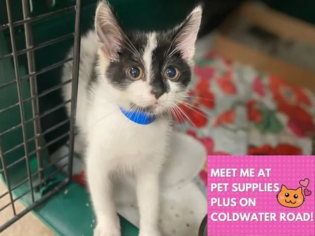 A baby small-sized male Domestic Short Hair cat named Angus for adoption in Fort Wayne, IN