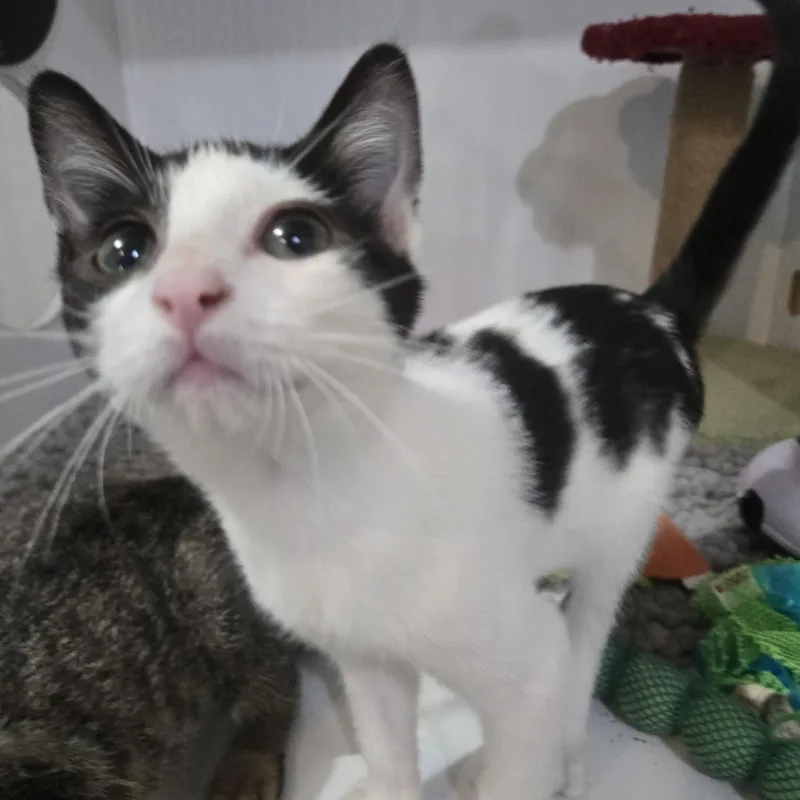 A baby medium-sized male Black Domestic Short Hair cat named Macaw for adoption in Reeseville, WI