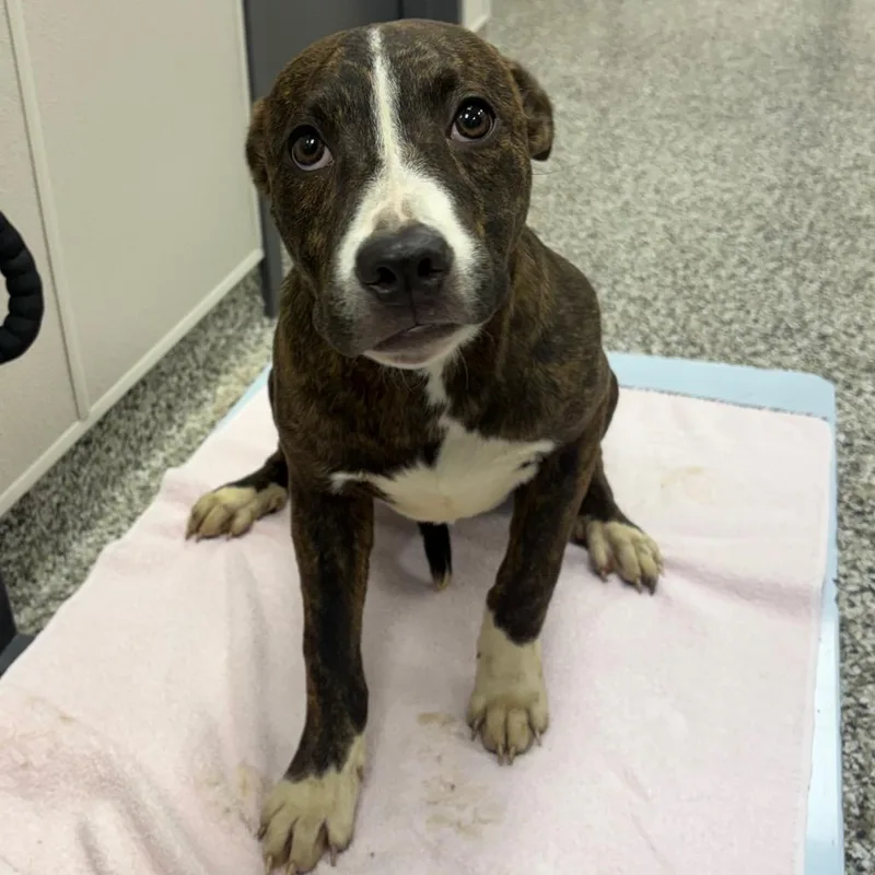 A young medium-sized female Brindle Hound dog named Dunkaroos for adoption in Morganton, NC