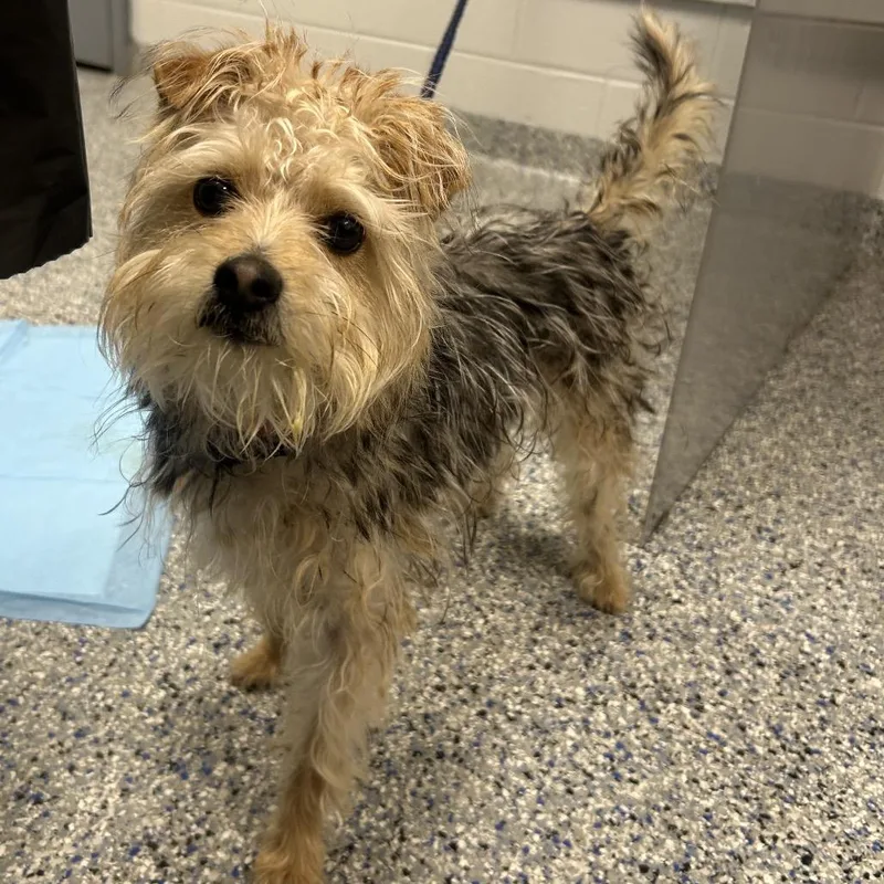 An adult small-sized male Yellow / Tan / Blond / Fawn Mixed Breed dog named Cheech for adoption in Greenville, SC