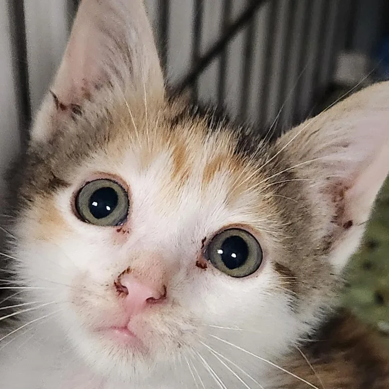 A baby small-sized female Calico Domestic Short Hair cat named Confetti K for adoption in Corsicana, TX
