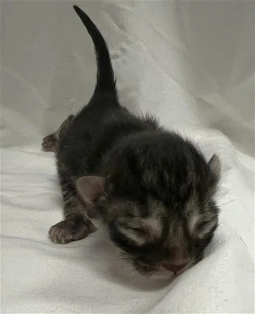 A baby small-sized male Domestic Short Hair cat named Pookie for adoption in Miami, FL