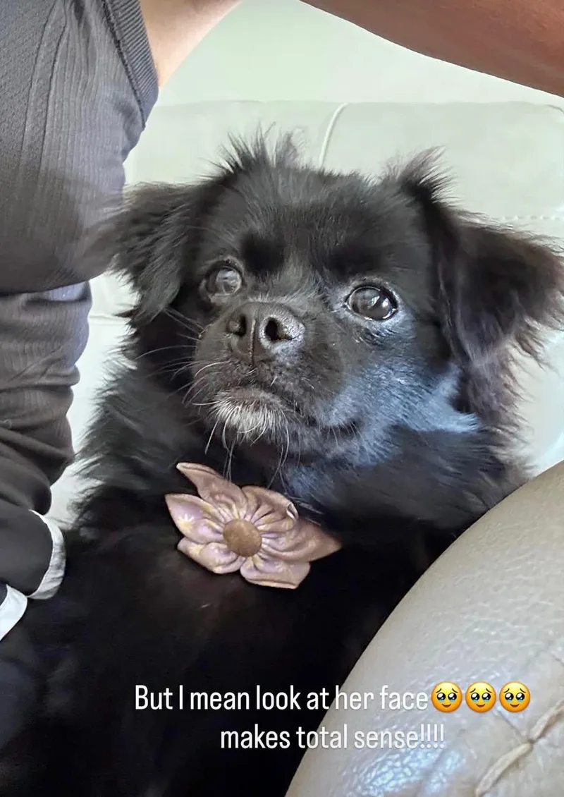 A baby small-sized female Pomeranian dog named Rue for adoption in Lexington, KY