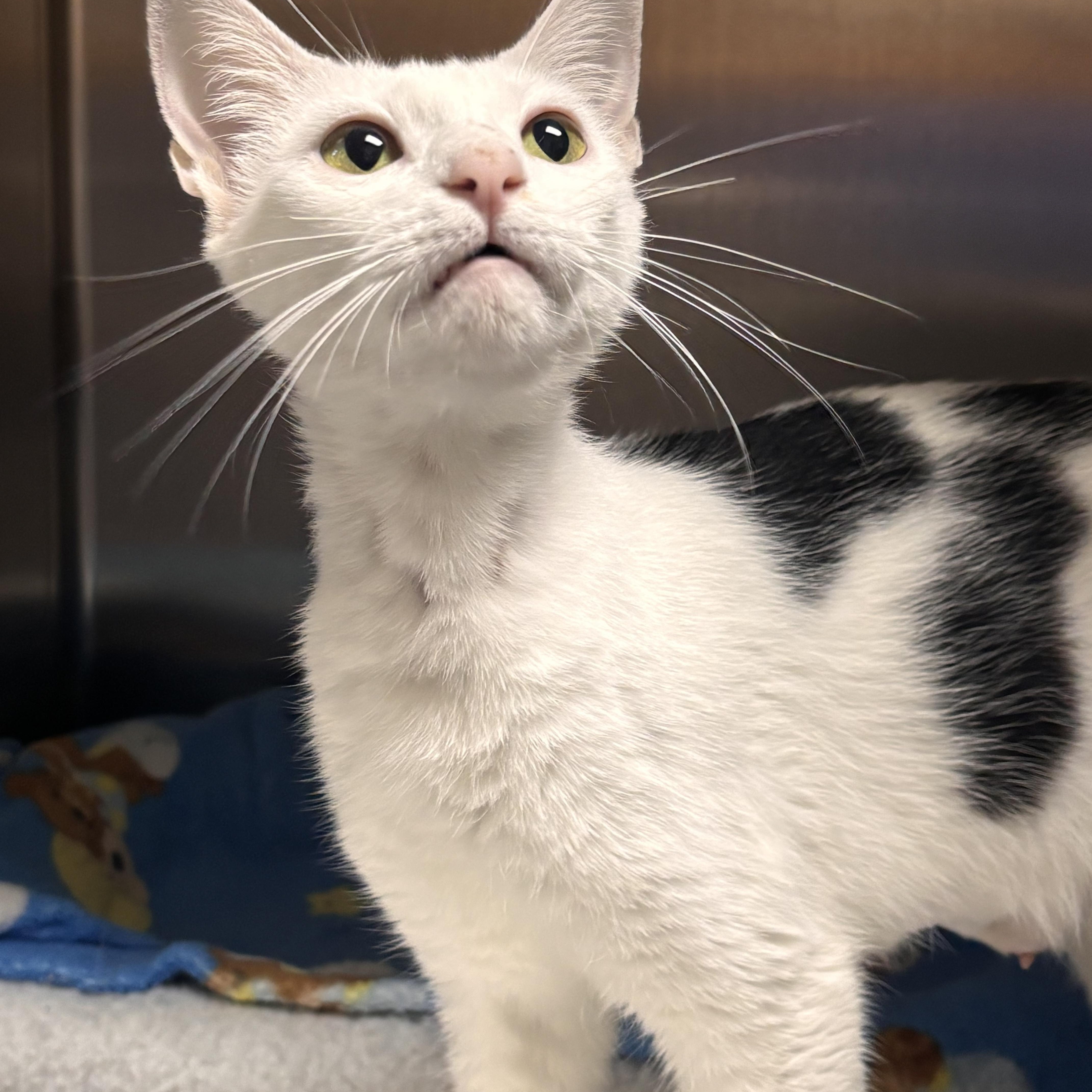 An adult medium-sized female White Domestic Short Hair cat named Fern for adoption in Collierville, TN