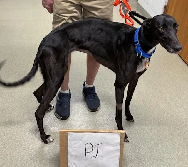 A young large-sized female Greyhound dog named Pimpjuice for adoption in Tarpon Springs, FL