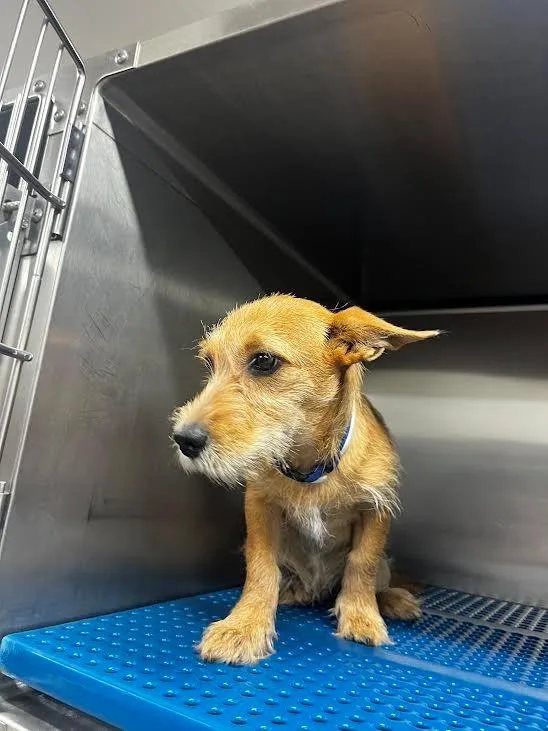 A young small-sized male Terrier dog named Jerry for adoption in Nacogdoches, TX