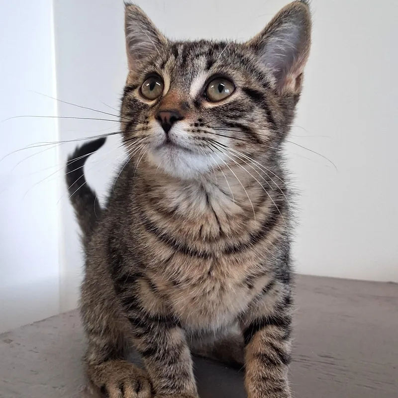 A young small-sized female Tabby (Brown / Chocolate) Domestic Short Hair cat named Flo for adoption in Belmont, NY