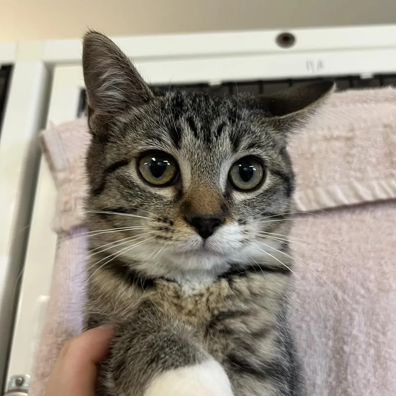 A baby small-sized female Domestic Short Hair cat named Poppy for adoption in Ruckersville, VA