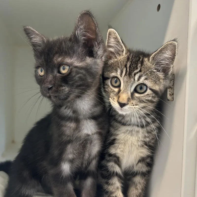 A baby small-sized female Brown / Chocolate Domestic Short Hair cat named Sophia for adoption in Middletown, NY