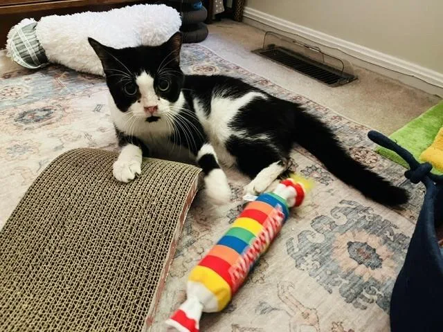 An adult medium-sized male Black & White / Tuxedo Domestic Short Hair cat named Kari for adoption in Bowie, MD