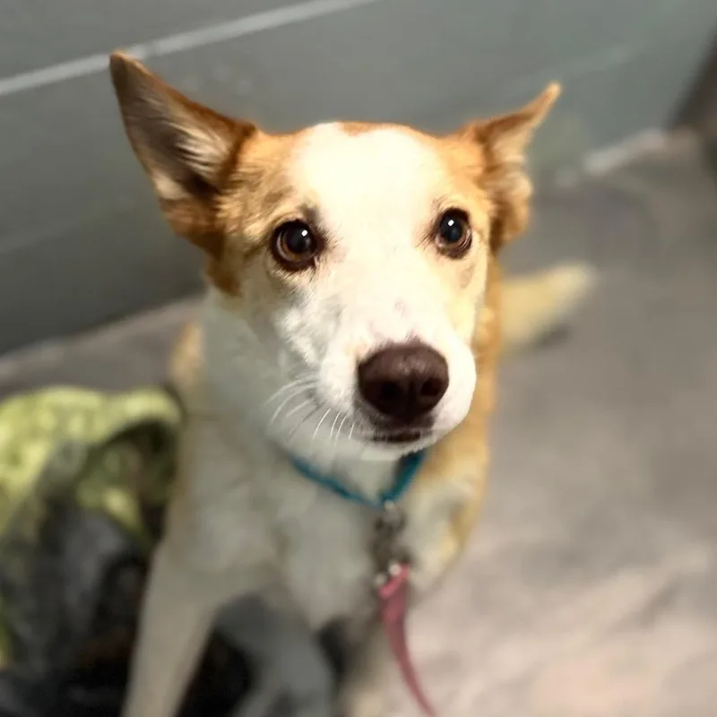 An adult medium-sized female Red / Chestnut / Orange Border Collie dog named Kit for adoption in Las Vegas, NV