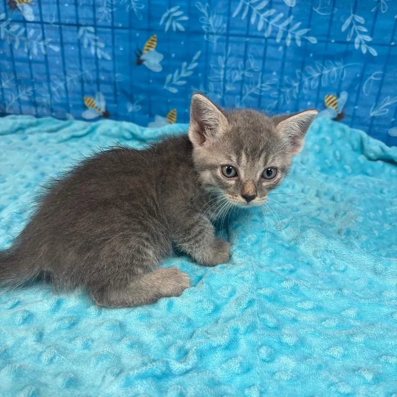 A baby small-sized male Gray / Blue / Silver American Shorthair cat named Rain for adoption in Greenfield, IN