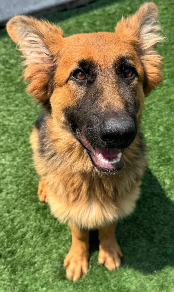 A baby large-sized female German Shepherd Dog dog named Momo for adoption in Ferndale, NY