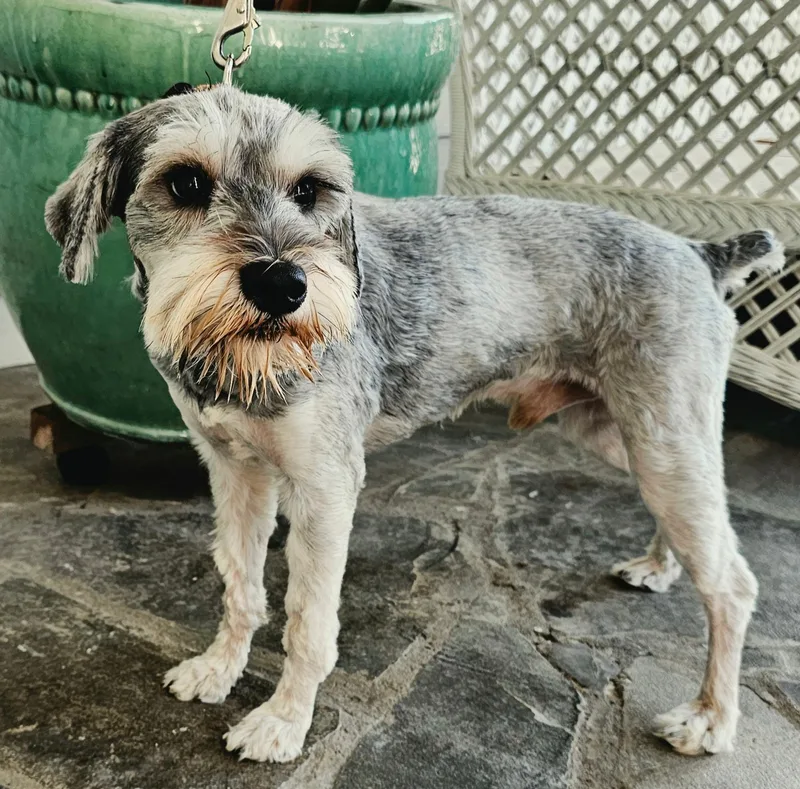 A young small-sized male Miniature Schnauzer dog named Pauli for adoption in Franklin, TN