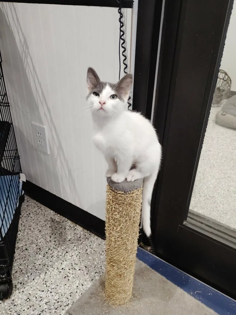 A baby medium-sized female Domestic Short Hair cat named Marshmallow for adoption in Republic, MO
