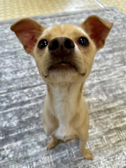 A young small-sized male Chihuahua dog named Norway for adoption in Charlotte, NC