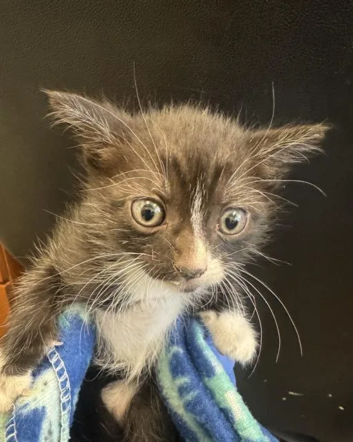 A baby small-sized male Domestic Short Hair cat named Riddle for adoption in West Valley City, UT