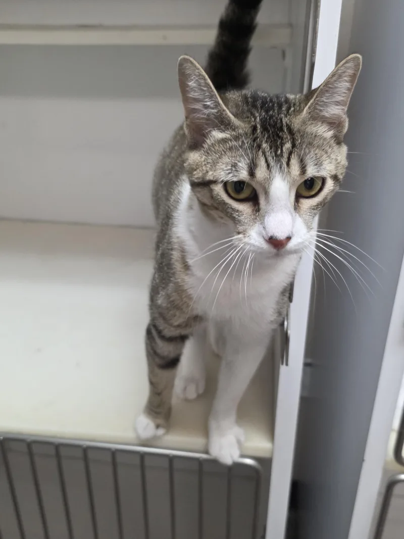 An adult medium-sized female Tabby (Brown / Chocolate) Domestic Short Hair cat named Lucy for adoption in Mission Viejo, CA