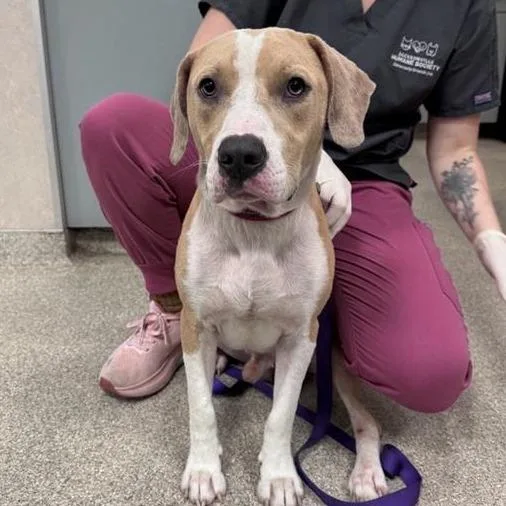 An adult medium-sized male Yellow / Tan / Blond / Fawn Mixed Breed dog named Francois for adoption in Jacksonville, FL