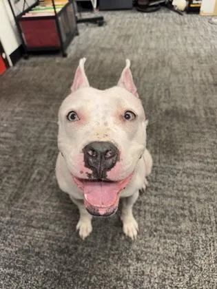 An adult medium-sized female Mixed Breed dog named Nebula for adoption in West Chester, PA