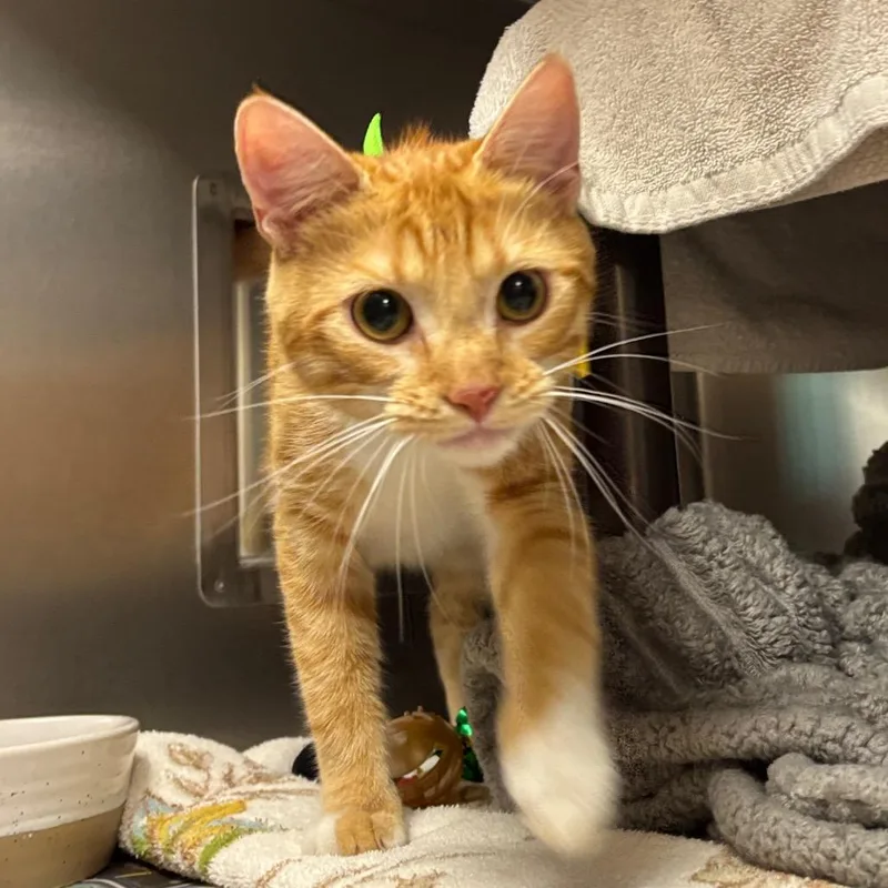 A young small-sized female Orange / Red Domestic Short Hair cat named Little Little for adoption in Springfield, MA