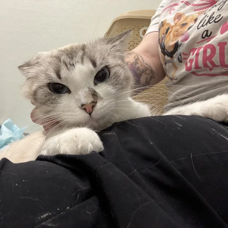 An adult medium-sized female White Siamese cat named Zoey for adoption in Pekin, IL