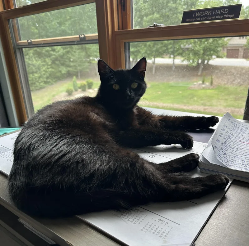 An adult large-sized female Black Bombay cat named Lucy for adoption in Marion, NC