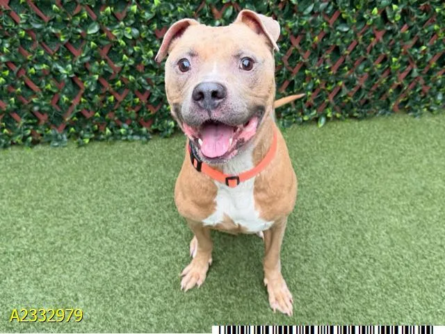 An adult medium-sized male Mixed Breed dog named Beau for adoption in West Palm Beach, FL