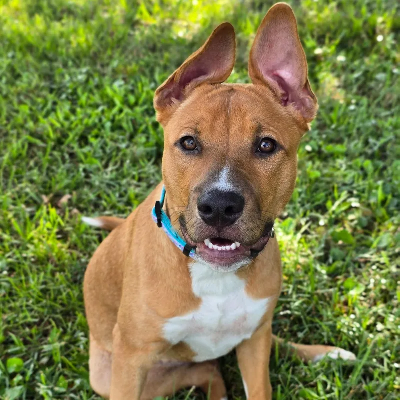 A young medium-sized female Red / Chestnut / Orange Mixed Breed dog named Dancer for adoption in Proctorville, OH