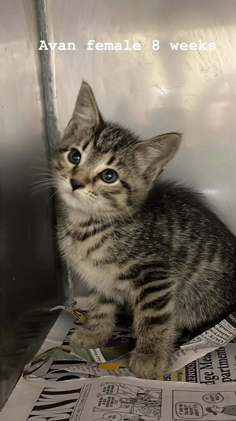 A baby medium-sized female Tabby (Brown / Chocolate) Domestic Medium Hair cat named Avan for adoption in Fort Payne, AL