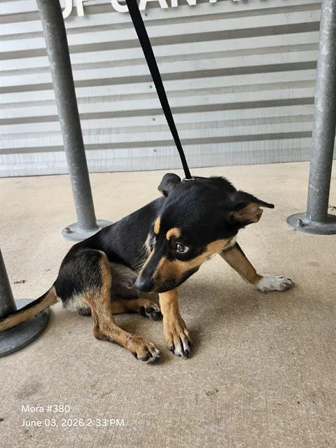 A baby small-sized male Chihuahua dog named Pepe for adoption in San Antonio, TX
