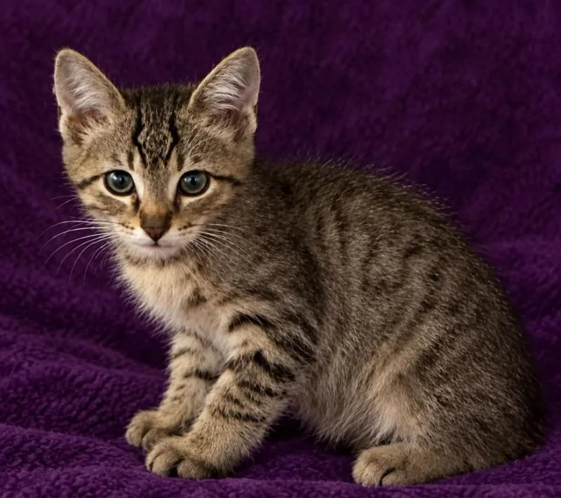 A baby small-sized male Domestic Short Hair cat named Rory for adoption in Columbia, TN