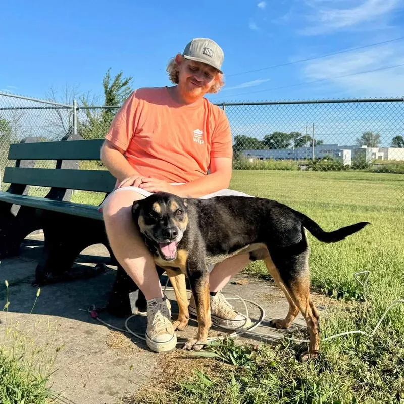 A senior medium-sized male Black Rottweiler dog named Goose for adoption in Scottsville, KY