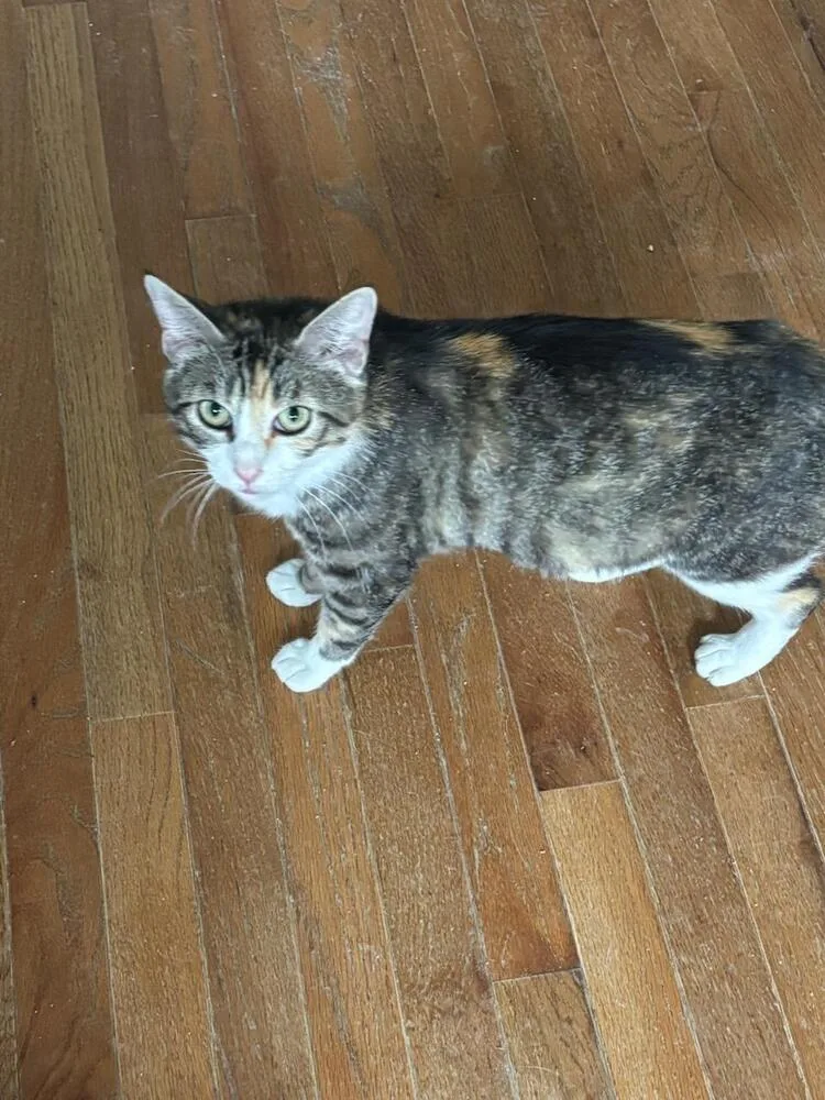 An adult small-sized female Domestic Short Hair cat named Arya for adoption in Mooresville, NC