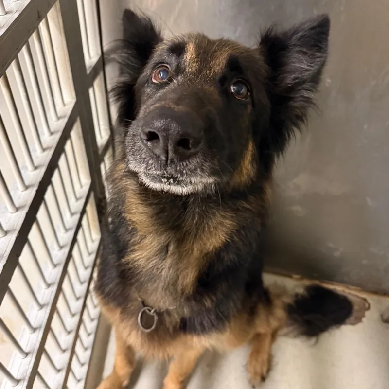 A senior large-sized male Black German Shepherd Dog dog named Apollo RN for adoption in Lake Jackson, TX
