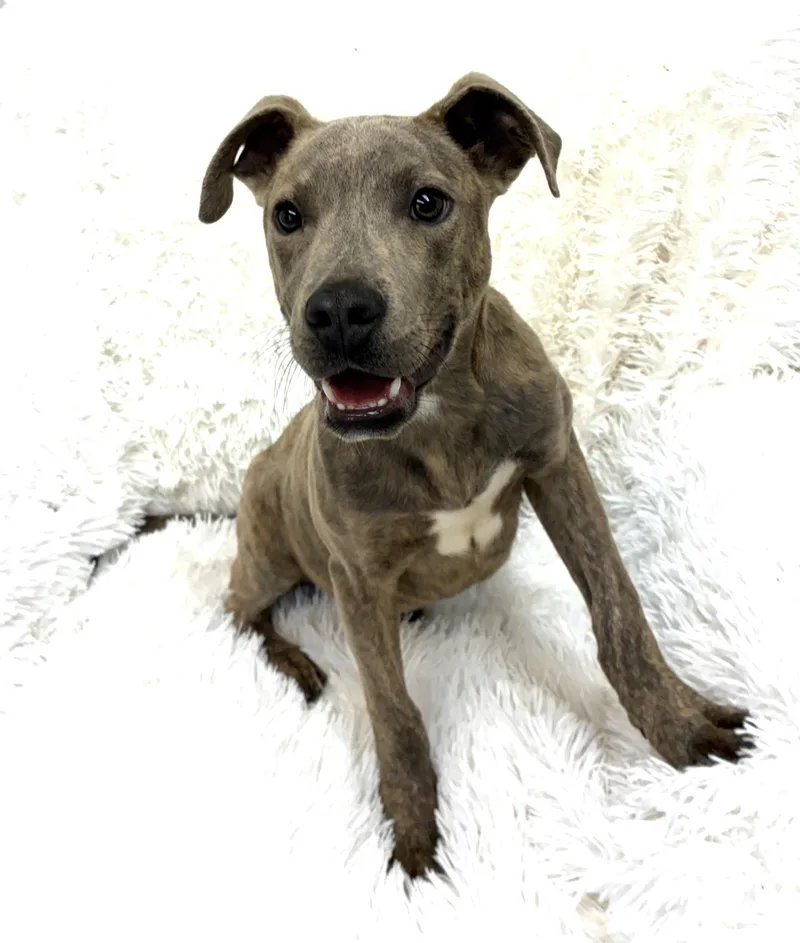 A young medium-sized male Brindle Plott Hound dog named Sonny for adoption in Senatobia, MS