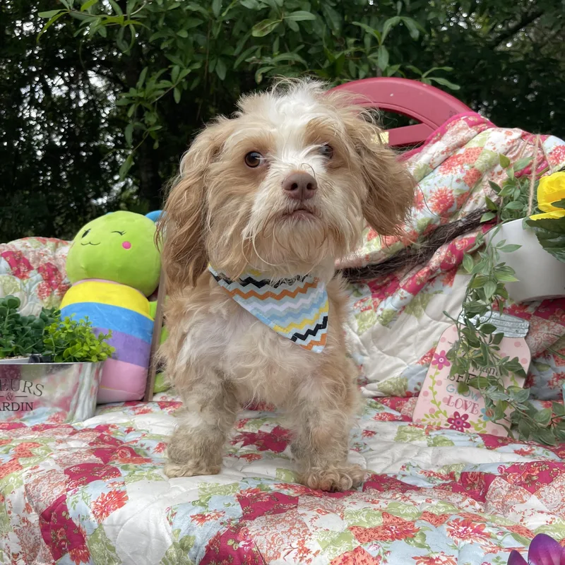 An adult small-sized male Shih Tzu dog named Dash for adoption in Sebring, FL