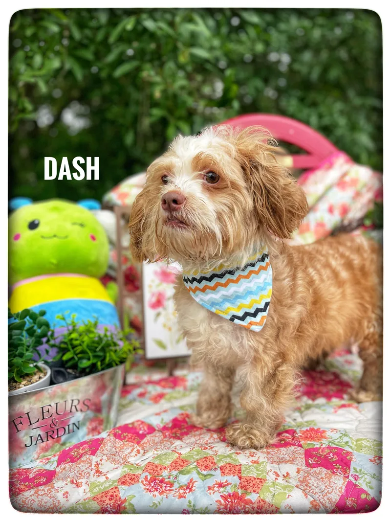 Dash thumbnail 4