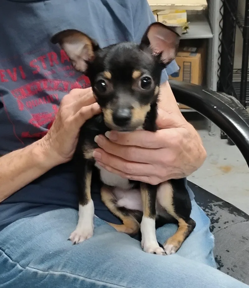 A baby small-sized male Rat Terrier dog named Socks for adoption in Sulphur, OK