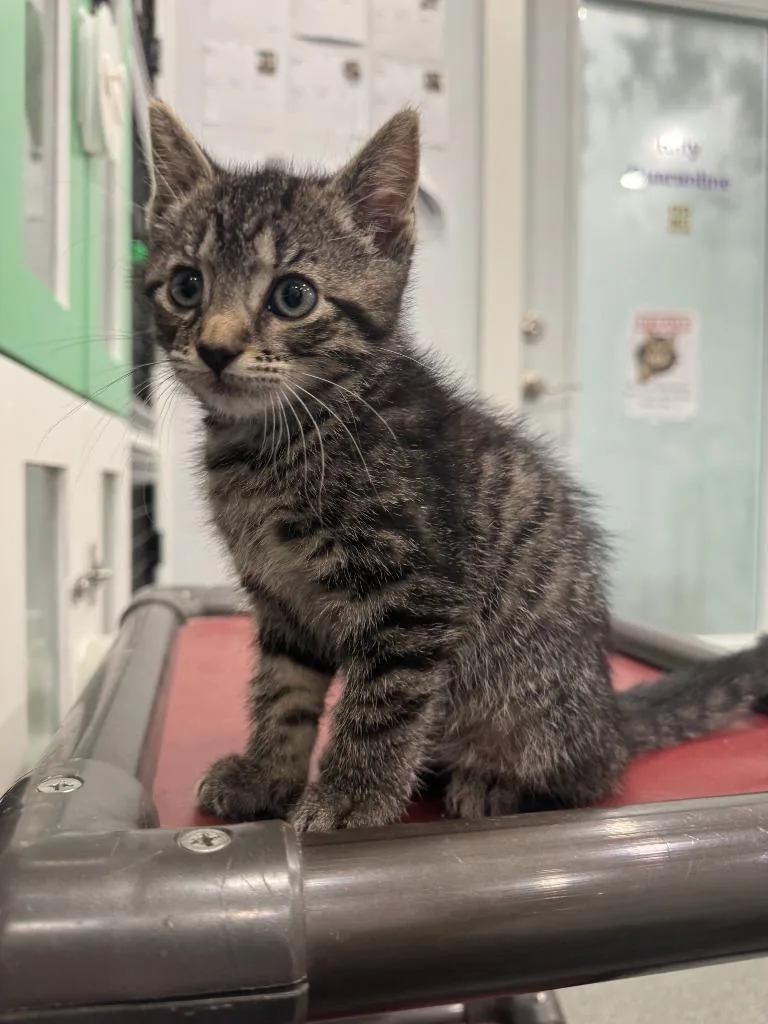 A baby small-sized female Domestic Short Hair cat named May for adoption in Lunenburg, VT