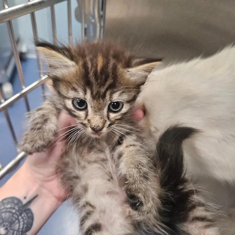 A baby small-sized male Domestic Long Hair cat named Nebula for adoption in Greensboro, NC