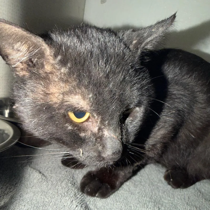A senior large-sized male Black Domestic Short Hair cat named Mark for adoption in Yuma, AZ