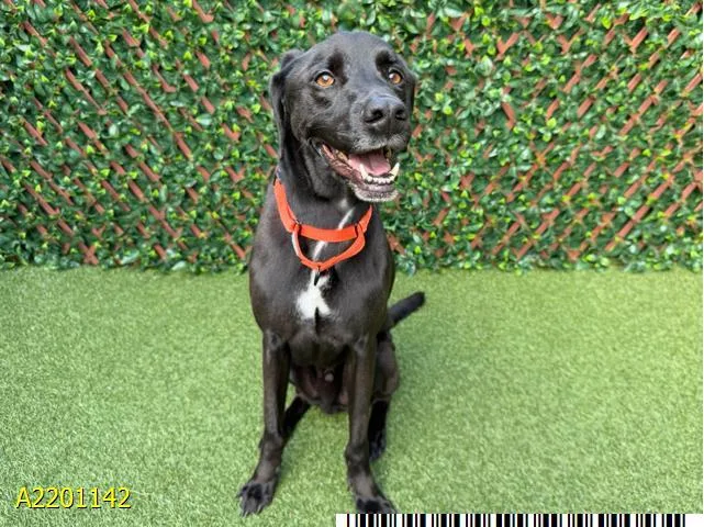 An adult large-sized male Mixed Breed dog named Hercules for adoption in West Palm Beach, FL