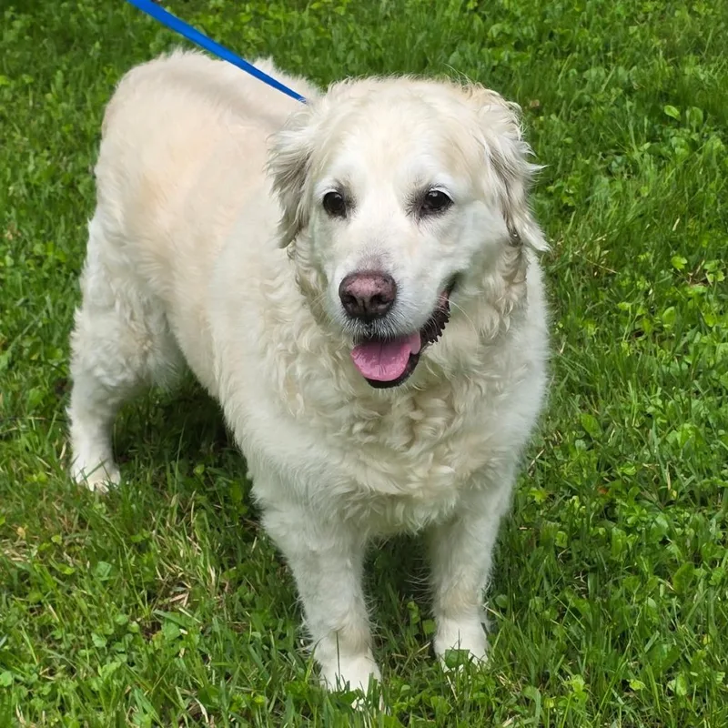 An adult large-sized female White / Cream Golden Retriever dog named Ny Lily May for adoption in Stormville, NY