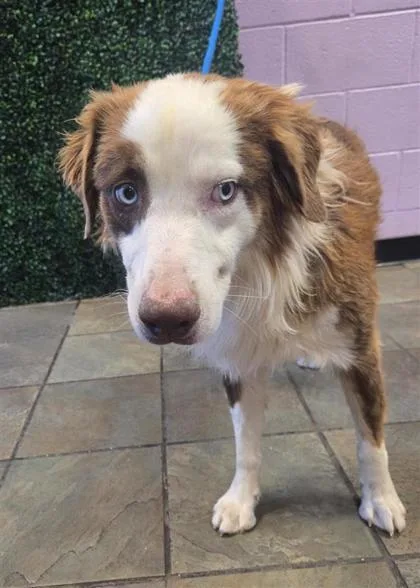 A baby medium-sized male Brown / Chocolate Australian Shepherd dog named 61311954 for adoption in El Paso, TX