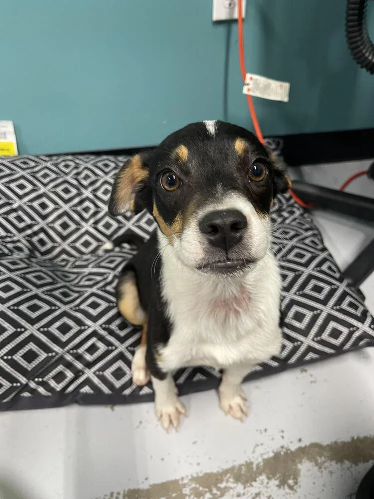 A young small-sized female Brown / Chocolate Mixed Breed dog named Bailey for adoption in Chattanooga, TN