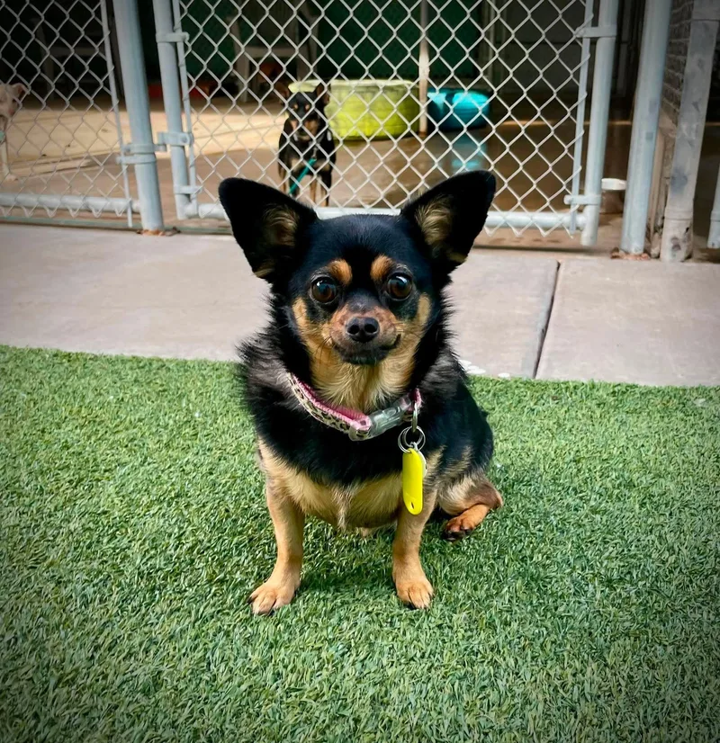 A young small-sized female Bicolor Chihuahua dog named Plenty for adoption in Phoenix, AZ