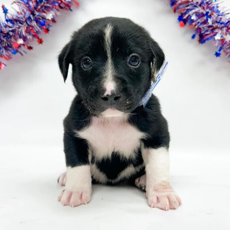 A baby small-sized female Pit Bull Terrier dog named Mint for adoption in Parker, CO